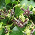 Periploca graeca fleur